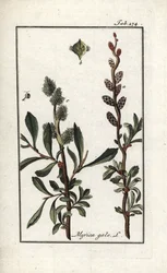 Pimienta real o mirto de los pantanos (Myrica gale). Litografía de "Afbeelding der Artseny-Gewassen" de Johannes Zorn (1739-1799), Países Bajos.