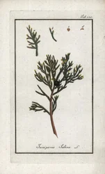 Enebro sabino (Juniperus sabina). Litografía de "Afbeelding der Artseny-Gewassen" de Johannes Zorn (1739-1799), Países Bajos.