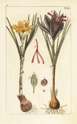 Azafrán, Crocus sativus.