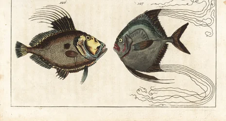 Santa piedra (o gallina de mar, doree o zee) - hilo de zapatero (o carangue de pluma) - John Dory, Zeus faber 126, y pámpano africano, Alectis ciliaris 127. Grabado en cobre coloreado a mano de la Enciclopedia de Historia Natural de Gottlieb Tobias Wilhelm