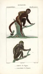 Sajou o saphogano o capuchino y saimiri o mono ardilla - Eau forte de Jean Gabriel Pretre (1780-1845), grabado por Carnonkel, para el diccionario de ciencias naturales: mamíferos de Frederic Cuvier, editado por Pierre Jean Francois Turpin (1775-1840), publ