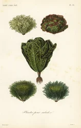 Verduras para ensaladas, plantes pour salades