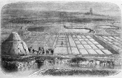 Producción de sal: salinas del sur de Francia. Grabado del siglo XIX