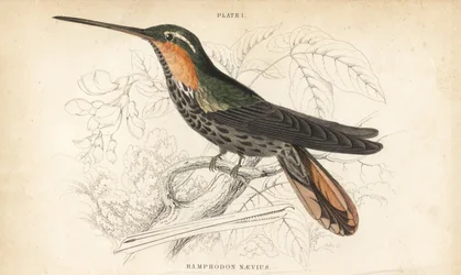 Ermitaño pico de sierra, Ramphodon naevius (Spotted saw-billed hummingbird). Grabado en acero coloreado a mano por William Lizars de la Naturalist