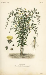 Escamonea, Convolvulus scammonia, Scammonee