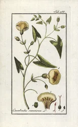 Escamoneo (Convolvulus scammonia). Litografía de "Afbeelding der Artseny-Gewassen" de Johannes Zorn (1739-1799), Países Bajos.