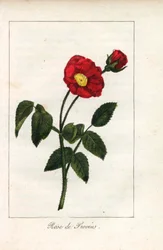 Rosa escarlata de Provenza, rosa de Provins, Rosa gallica. Grabado en cobre coloreado a mano de una ilustración de la Srta. Prudhomme de "Hommage rendu a la Rose", París, hacia 1815. Libro de regalo con la historia de la rosa y una docena de miniaturas bot