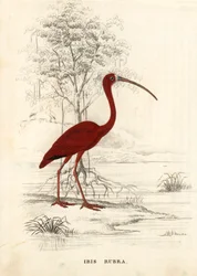 Ibis escarlata, Eudocimus ruber (Ibis rubra). Grabado en acero coloreado a mano de la Galería de Historia Natural de Georg Friedrich Treitschke, Naturhistorischer Bildersaal des Thierreiches, Liepzig.