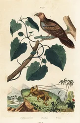 Grillo Schizodactylus monstrosus 1, guácharo, Steatornis caripensis 2, y enredadera Mikania guaco 3