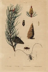 Pino silvestre, Pinus sylvestris 1-5, y pino rojo o de Noruega, Pinus resinosa 6, escarabajo tejedor, Lamia textor 7 y escarabajo del pino, Tomicus piniperda 8
