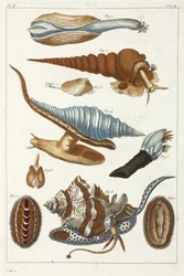 Criaturas marinas