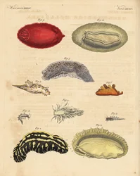 Babosas marinas: Phyllidia varicosa 1,2, Tergipes limacina 3,4, Aeolidia papillosa 5, Scyllaea pelagica 6, Tritonia hombergii 7, Polycera quadrilineata 8, y Platydoris argo 9,10. Grabado en cobre coloreado a mano del Bilderbuch fur