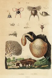 Caracoles marinos, Diacavolinia limbata y Diacria trispinosa 1-10, y hongos Hydnum, seta de erizo, Hydnum repandum 14, hongo coral, Hericium coralloides 12, etc