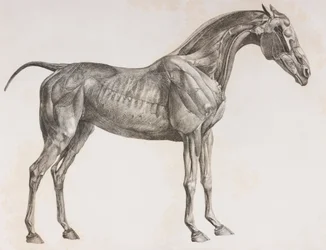 Segunda capa disecada de un caballo, vista lateral
