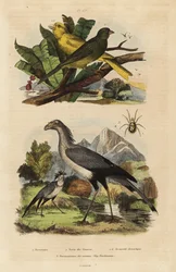 Ave secretaria, Sagittarius serpentarius, canarios salvajes y domesticados, Serinus canaria