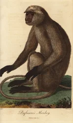 Semnopitheque entelle - Langur gris o langur Hanuman, Semnopithecus entellus (mono de Dufresne, Simia entellus) - Grabado en cobre coloreado a mano por J. Pass a partir de una ilustración de Jean Baptiste Audebert del Universal System of Natu de Ebenezer S