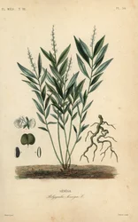 Raíz de serpiente de Seneca o raíz de serpiente de cascabel, Polygala senega, Senega