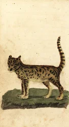 Serval, Leptailurus serval.,1800 (grabado)