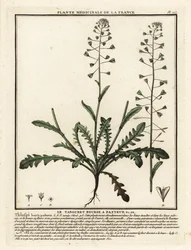 Bolsa de pastor, Capsella bursa-pastoris.