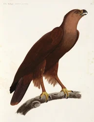 Shrill Eagle, Egipto