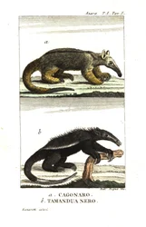 Oso hormiguero sedoso u oso hormiguero pigmeo (Fourmilier) (Azara