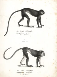 Lutung plateado, Trachypithecus cristatus (Semnopithecus pruinosus) y surili de Sumatra, Presbytis melalophos (Semnopithecus melalophos) en peligro de extinción. Litografía de Karl Joseph Brodtmann de la Historia natural ilustrada de los animales de Heinri