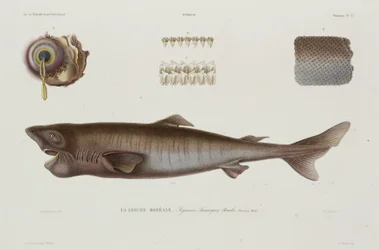 Tiburón dormilón, Islandia, principios del siglo XIX