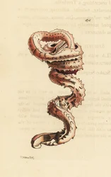 Concha de gusano hendido, Tenagodus anguinus (Muricated serpula, Serpula muricata). Ilustración dibujada y grabada por Richard Polydore Nodder. Grabado en cobre coloreado a mano de George Shaw y Frederick Nodder, The Naturalist