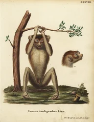 Lémur de paso lento o loris esbelto rojo, Loris tardigradus. En peligro de extinción. Lemur tardigradus Linn. Plancha de cobre coloreada a mano dibujada y grabada según el natural por Hermann Jakob Tyroff de la obra de Johann Christian Daniel Schreber Anim
