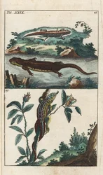 Tritón liso o común y lagarto de arena - Agua fuerte de Gottlieb Tobias Wilhelm (1758-1811), de Encyclopedie of Natural History: Anfibios
