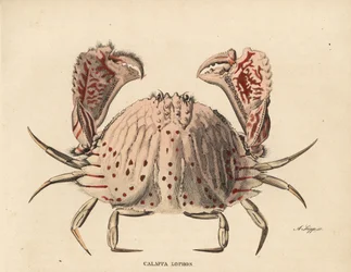 Cangrejo de caja liso o de manchas rojas, Calappa calappa (Calappa lophos). Grabado en acero coloreado a mano por A. Scipp de la Galería de Historia Natural de Georg Friedrich Treitschke, Naturhistorischer Bildersaal des Thierreiches, Liepzig-1842.