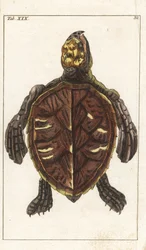 Tortuga Snack o Tortuga de Escamas - Agua Fuerte por Gottlieb Tobias Wilhelm (1758-1811), de Encyclopedie of Natural History: Anfibios