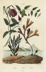 Fritilaria meleagris 1, fucsia colibrí, Fuchsia magellanica 2, alga dentada, Fucus serratus 3 y Fucus siliqueux 4. Fritilaria, Fucsia, Fucus