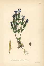 Genciana de las nieves, Gentiana nivalis