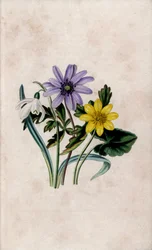 Penacho de nieve, anémona azul y celidonia pequeña. Litografía de Louisa Anne Twamley (1812-1895) en Our Wild Flower, Charles Tilt, Londres, Inglaterra.