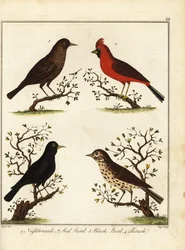 Pájaros cantores: ruiseñor, pájaro rojo, pájaro negro y tordo. 1792 (grabado)