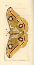 Pequeño tussore del sur de la India, Antheraea paphia (Phalaena paphia). Ilustración dibujada y grabada por Richard Polydore Nodder. Grabado en cobre coloreado a mano de George Shaw y Frederick Nodder, The Naturalist