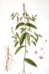 Menta verde