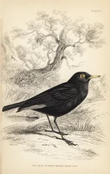 Tirano de anteojos, Hymenops perspicillatus (Charlatán de anteojos o de alas blancas, Perspicilla leucoptera). Grabado en acero coloreado a mano por William Lizars a partir de una ilustración de William Swainson de la Naturalist