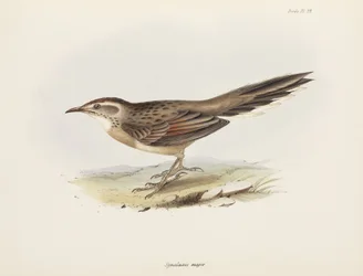 Cola de caballo, América del Sur, c 1832-1836