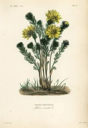 Adonis de primavera o eléboro falso, Adonis vernalis, Adonide printanière
