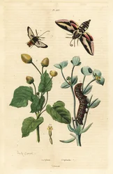 Polilla esfinge de la lechetrezna y oruga, polilla avispa y planta del dolor de muelas