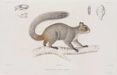 Ardilla