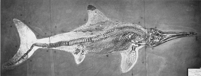 Stenopterygius megacephalus (El Ictiosaurio de Oxford) encontrado cerca de Stuttgart, Alemania, Período Lias Superior