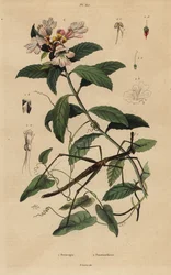 Insecto palo, Proscopia granulata 1, y arbusto navideño victoriano, Prostanthera lasianthos 2