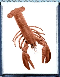 Naturaleza muerta de langosta