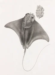Mantarraya, vista de cerca desde arriba