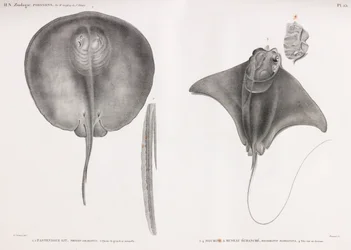 Mantarraya, frente y dorso