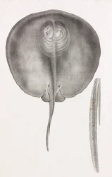 Mantarraya, vista frontal de cerca
