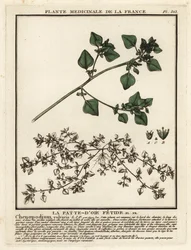 La pata de ganso apestosa, Chenopodium vulvaria.